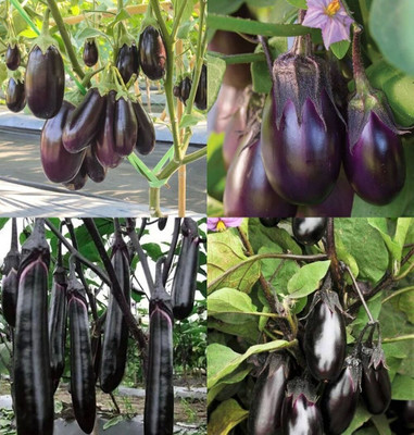 ibains Egg plant seeds eggplant bij 69 Seed(69 per packet)