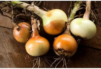 Biosnyg Yellow Spanish Onion Vegetable Seeds For Gardening-(3000 Seeds) Seed(3000 per packet)