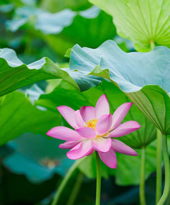 Infintegreen lotus,kamal gatta Seed(10 per packet)