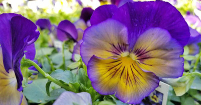 XOLDA Viola flower Seed(10 per packet)
