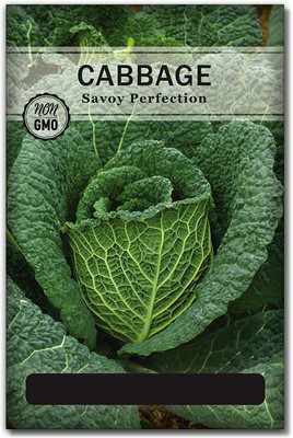 WILLVINE Savoy Perfection Cabbage Seeds Seed(5000 per packet)