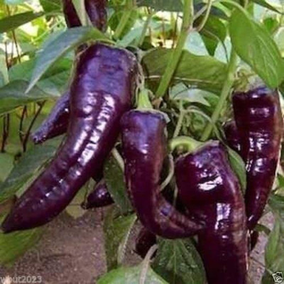 CYBEXIS Purple Jalapeno Pepper Vegetable Seeds600 Seeds Seed(600 per packet)