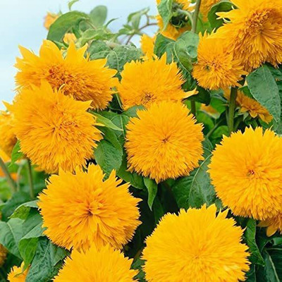 CYBEXIS VXI-36 - Sunflower - (150 Seeds) Seed(150 per packet)