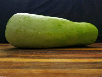 CYBEXIS TLX-7 - Dichondra Bottle Gourd - (100 Seeds) Seed(100 per packet)