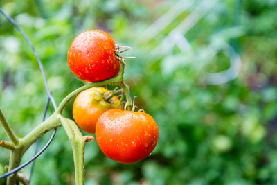 classic green earth tomato Seed(70 per packet)