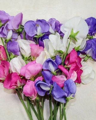 CEZIUS Home Garden Seeds Early Multiflora Blend Sweet Pea Flower Seed(15 per packet)