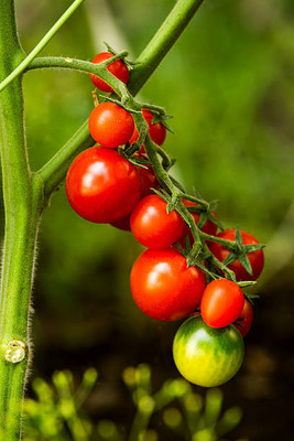 Havintha tomato Seed(105 per packet)