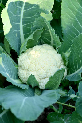 Aam ka beej white cauliflower,gobhee seeds Seed(10 per packet)