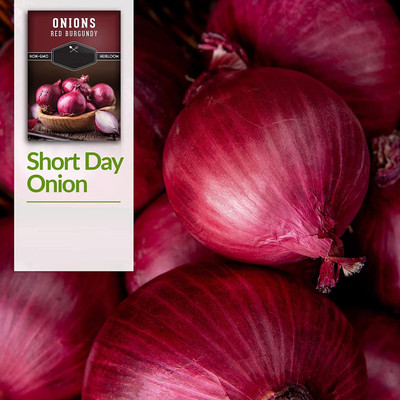 VibeX LXI-22 - Red Burgundy Onion - (1500 Seeds) Seed(1500 per packet)