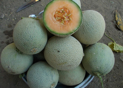 PLUSGREEN Japanese Musk Melon Seed(60 per packet)