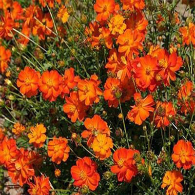 CYBEXIS Open Pollinated Cosmos Orange Seeds Seed(25 per packet)