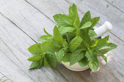 VibeX ® XXL-45 Lemon Balm Seeds Seed(500 per packet)