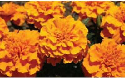 VERTISE French गेंदे का फूल /Flower Marigold/Gainda Orange Seed(100 per packet)