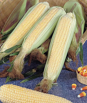 LPR SWEET CORN Seed(40 per packet)