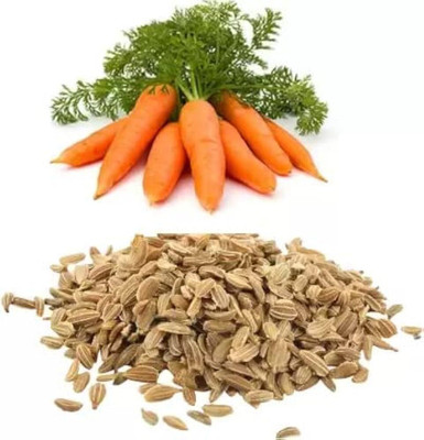 the green dotcom Carrot vegetable seeds PACK OF 66 Seed(66 per packet)