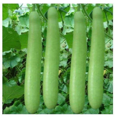 VibeX Desi/Native/Non-GMO Bottle Gourd Seeds-(200 Gms, 1000 Seeds) Seed(1000 per packet)