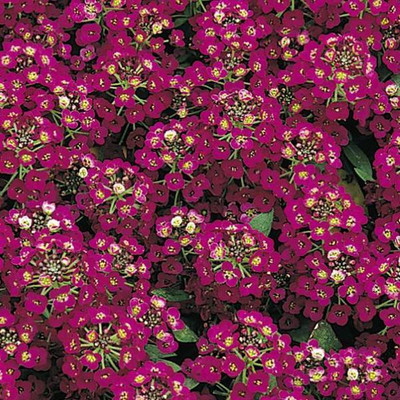 Paudha Alyssum Rose Seed(36 per packet)