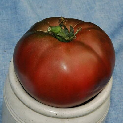 Biosnyg Organic Tomato Carbon Seeds For Planting - (1000 Seeds) Seed(1000 per packet)