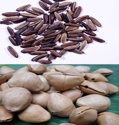 VINAYAK TRADERS Kaner and Gulmohar seeds|Oleander & Royal Poinciana Tree SEEDS (150 Each seeds) Seed(300 per packet)