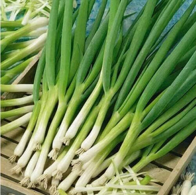 KNESSiN Spring Onion - White Lisbon Allium Cepa Seed(300 per packet)
