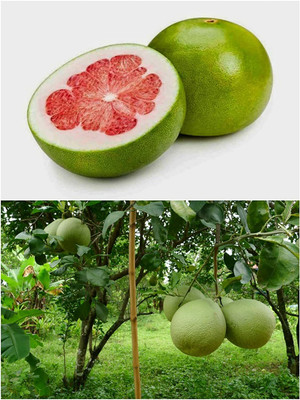Aywal Red Lemon / Nimbu Hybrid Seed(54 per packet)