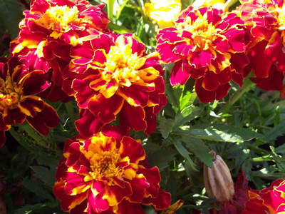 KANAYA African Marigold Flower Mix GMO Free Seed(225 per packet)