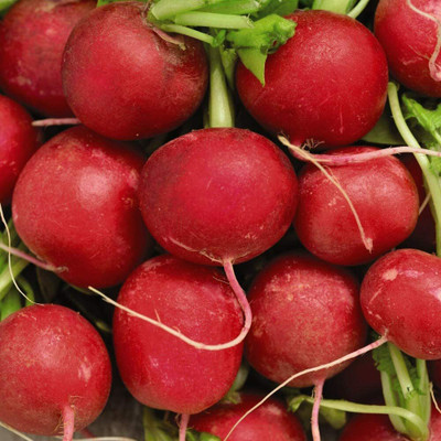 CYBEXIS Radish Cherry Belle Seed2400 Seeds Seed(2400 per packet)