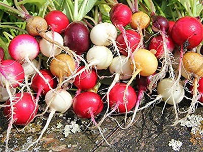 CYBEXIS HUA-48 - Radish Rainbow Mix - (2250 Seeds) Seed(2250 per packet)