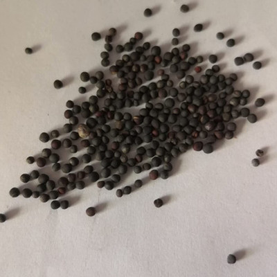 CYBEXIS Hybrid Purple Beetroot Seeds2000 Seeds Seed(2000 per packet)