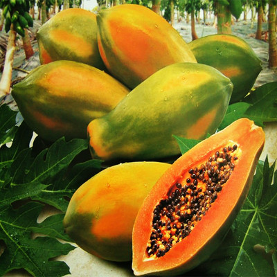 KLARKEE Papaya Seeds Dwarf Variety Seed(20 per packet)