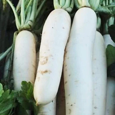 KNESSiN White Radish Seed(1250 per packet)