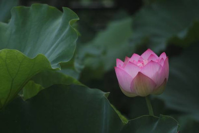 EyePlex lotus,kamal seeds Seed(11 per packet)