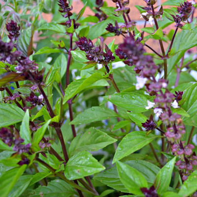 WILLVINE Heirloom Herb Seeds Cinnamon Basil Seeds (Ocimum basilicum)-[2000 Seeds] Seed(2000 per packet)