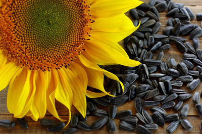 KNESSiN Flower Seed(200 per packet)