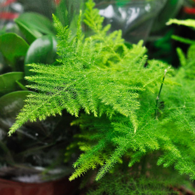 Biosnyg Asparagus Fern Seeds - A. plumosa nanus[100 Seeds] Seed(100 per packet)