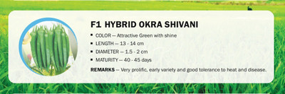 CYBEXIS F1 HYBRID OKRA SHIVANI(100 Seeds) Seed(100 per packet)
