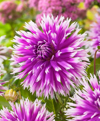 LPR DAHLIA Seed(20 per packet)