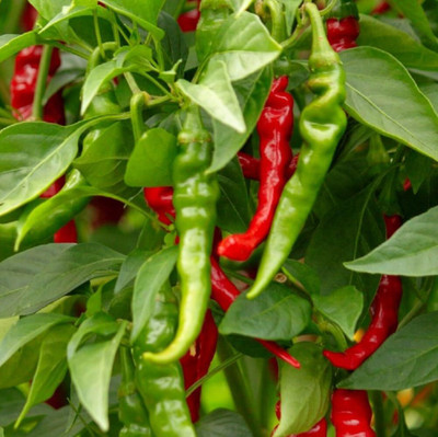 Biosnyg Long Slim Cayenne Hot Pepper Seeds For Kitchen Gardening-(2000 Seeds) Seed(2000 per packet)