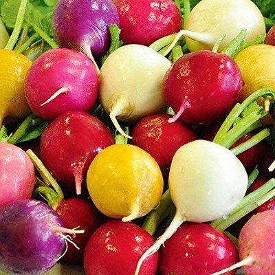 VibeX LX-13 - Radish Rainbow Mix - (750 Seeds) Seed(750 per packet)