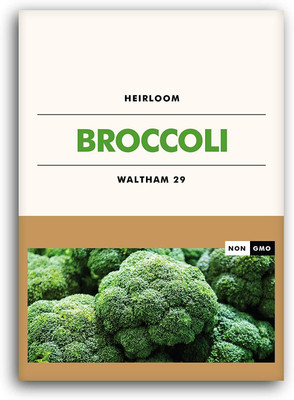 WILLVINE VVI-686 Non-GMO Broccoli Gardening Seeds Seed(200 per packet)