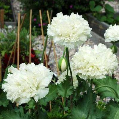 Aywal CORNFLOWER MIXED FLOWER Seed(30 per packet)