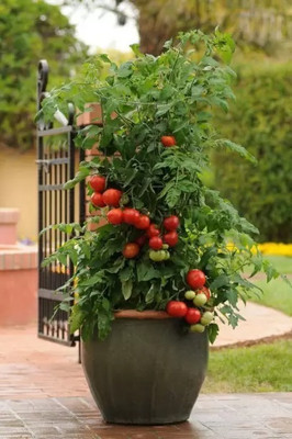 MAA Tomato, Tamatar Seed(100 per packet)