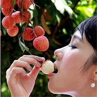 Aro Litchi, Lichi, Lychee Seed(33 per packet)