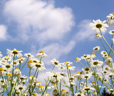 Aywal Daisy Flower Seed(50 per packet)