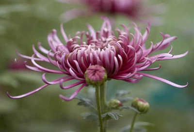 Quentova Chrysanthemum Flower-6U-DXL Seed(50 per packet)