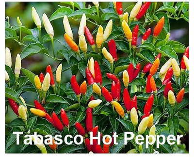 Qualtivate PUA-4A Tabasco Chilli Seed(300 per packet)