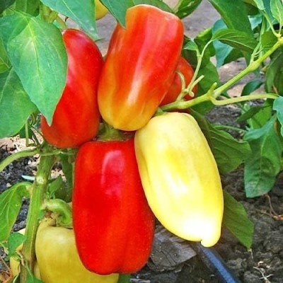 Qualtivate RES-1A Bell Pepper Capsicum Rainbow Mix Seed(100 per packet)