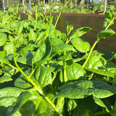 Arshiayat Malabar Spinach, Pui Shak, Basella Alba Seeds Seed(75 per packet)
