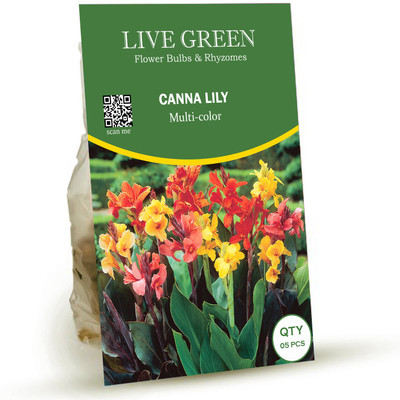 LIVE GREEN Canna Lily Flower Bulbs Multi-color Seed(5 per packet)