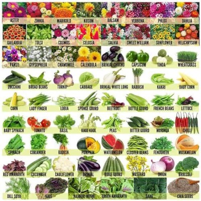 ibains Summer vegetable seeds Seed(180 per packet)